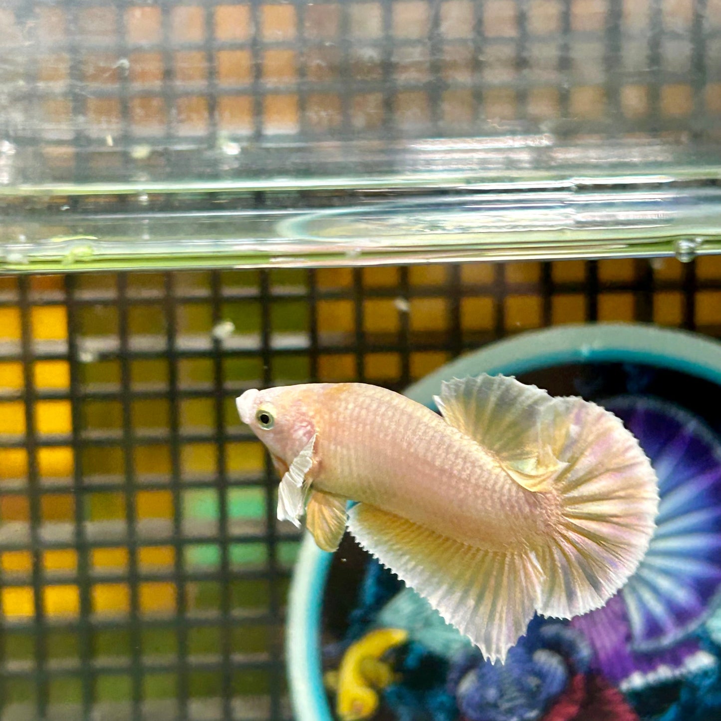 Dumbo 24K Gold Plakat - Male Betta 057