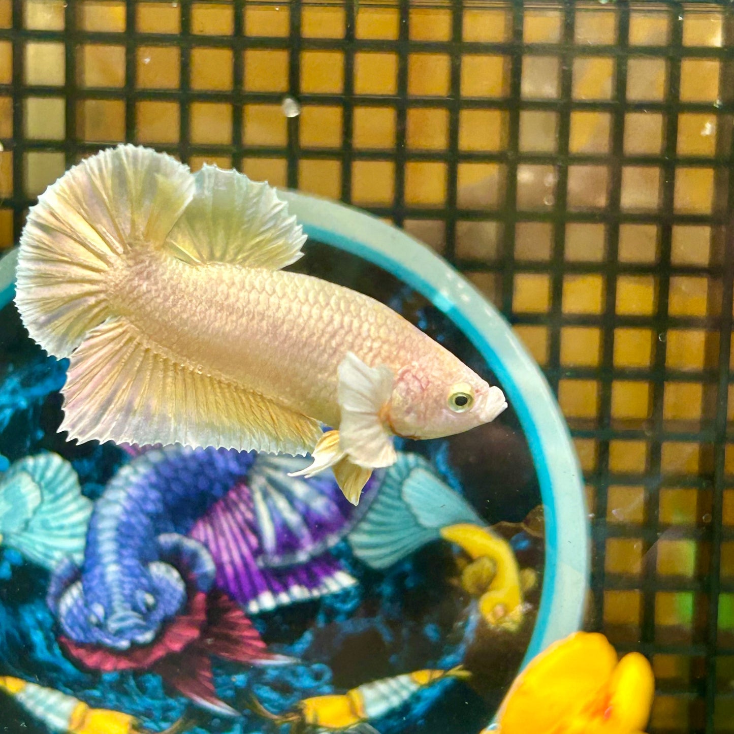 Dumbo 24K Gold Plakat - Male Betta 057