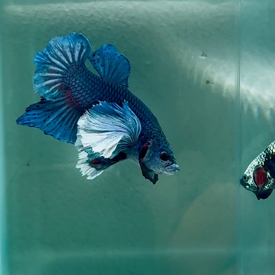 Dumbo Big Ear Blue Plakat - Male Betta #Au53