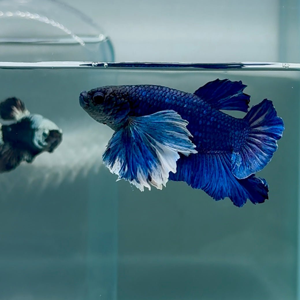 Dumbo Big Ear Blue Plakat - Male Betta #Au54