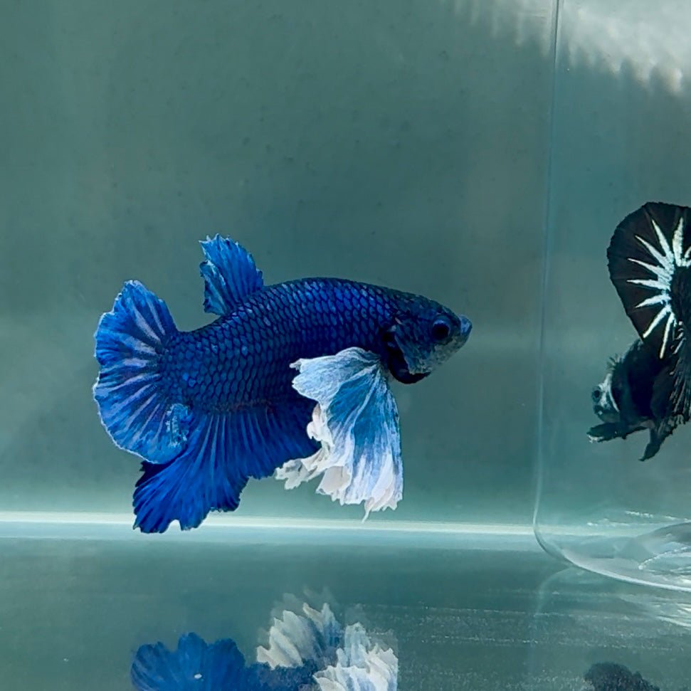 Dumbo Big Ear Blue Plakat - Male Betta #Au54