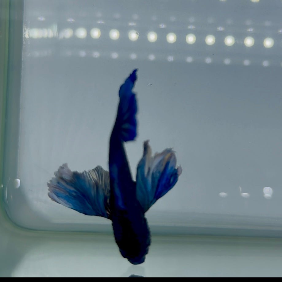 Dumbo Big Ear Blue Plakat - Male Betta #Au54