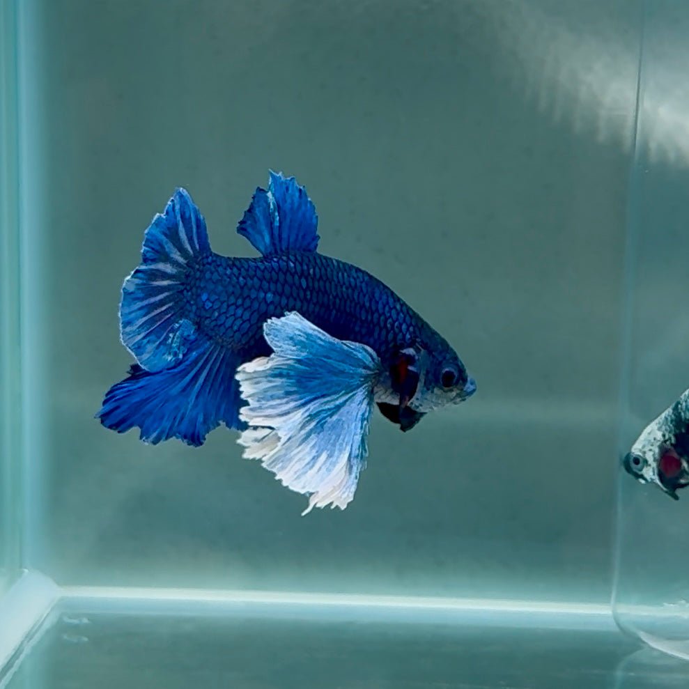 Dumbo Big Ear Blue Plakat - Male Betta #Au54