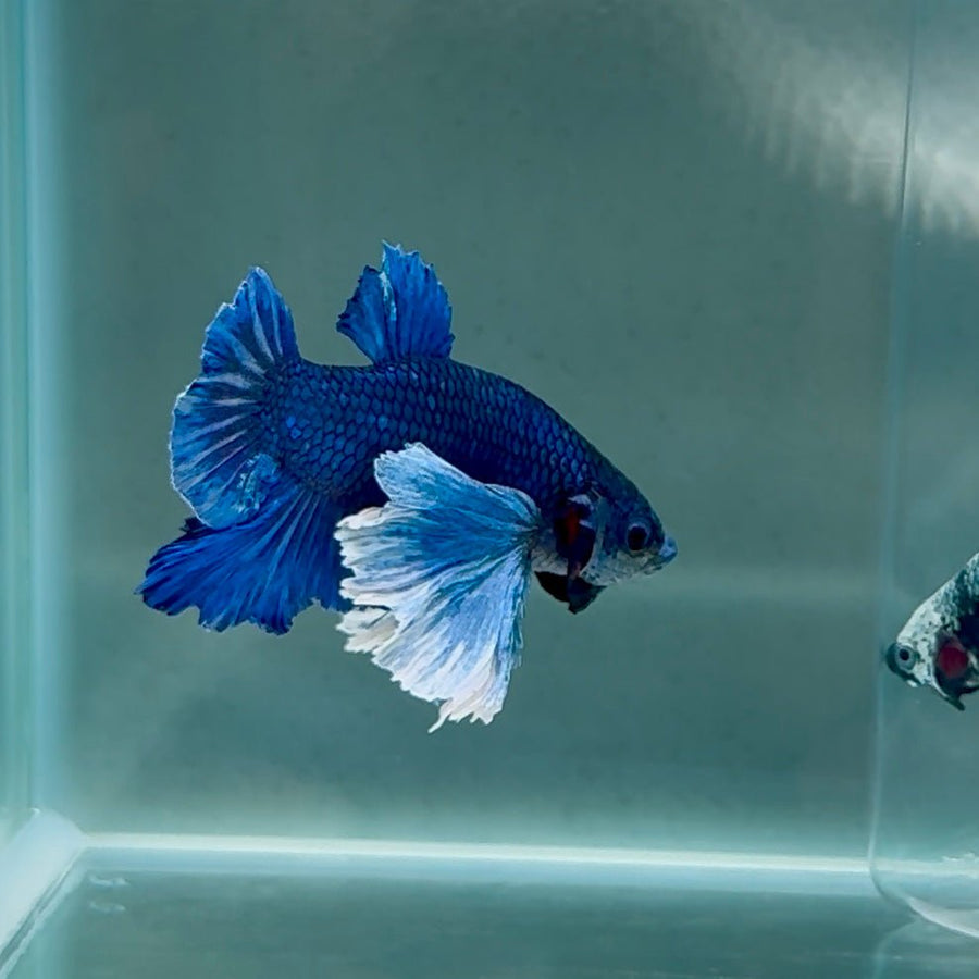 Dumbo Big Ear Blue Plakat - Male Betta Au54 Male betta
