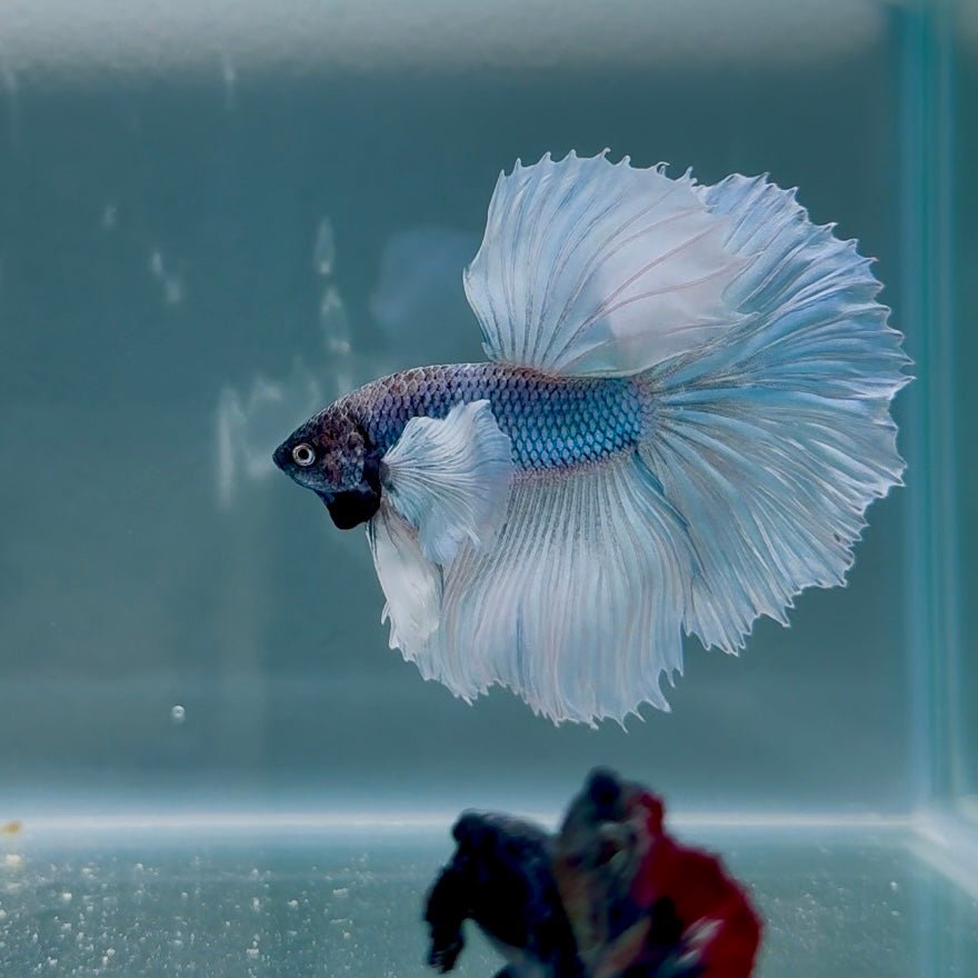 Dumbo Blue Whitetail S05 Halfmoon - Male Betta