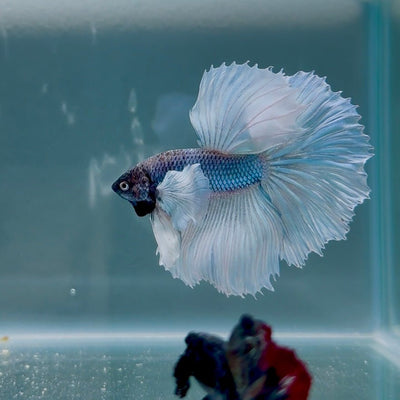 Dumbo Blue Whitetail S05 Halfmoon - Male Betta