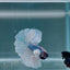 Dumbo Blue Whitetail S05 Halfmoon - Male Betta
