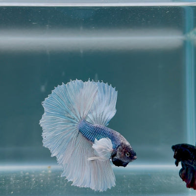 Dumbo Blue Whitetail S05 Halfmoon - Male Betta
