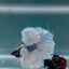 Dumbo Blue Whitetail S05 Halfmoon - Male Betta