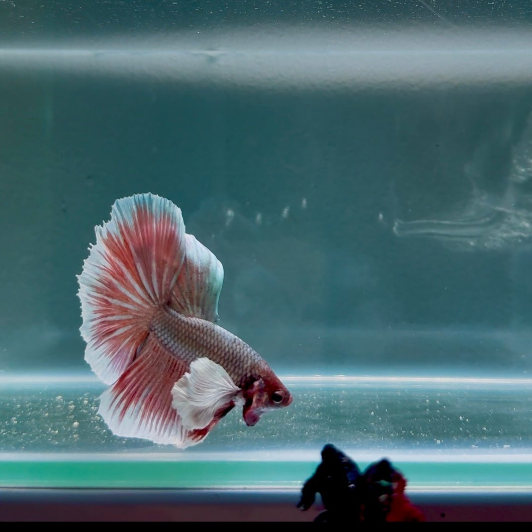 Dumbo Copper Gray S20 Halfmoon - Male Betta
