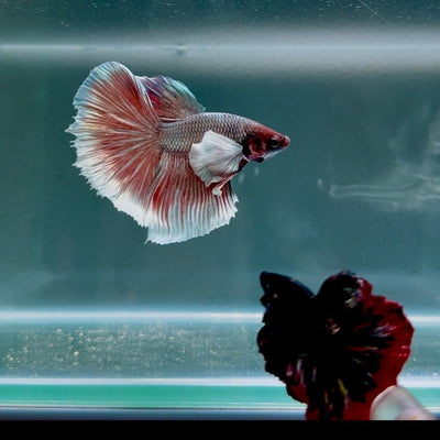 Dumbo Copper Gray S20 Halfmoon - Male Betta