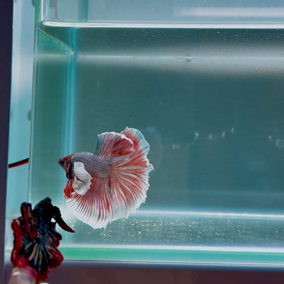 Dumbo Copper Gray S20 Halfmoon - Male Betta