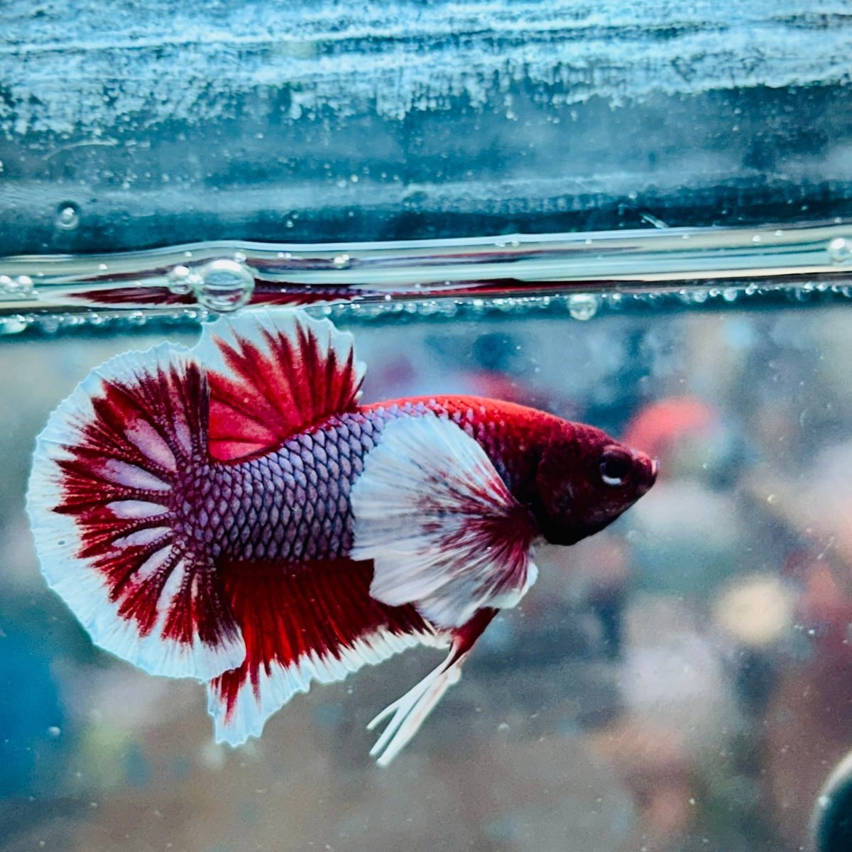 Dumbo Ear Lavender Plakat - Male Betta 079 Male betta