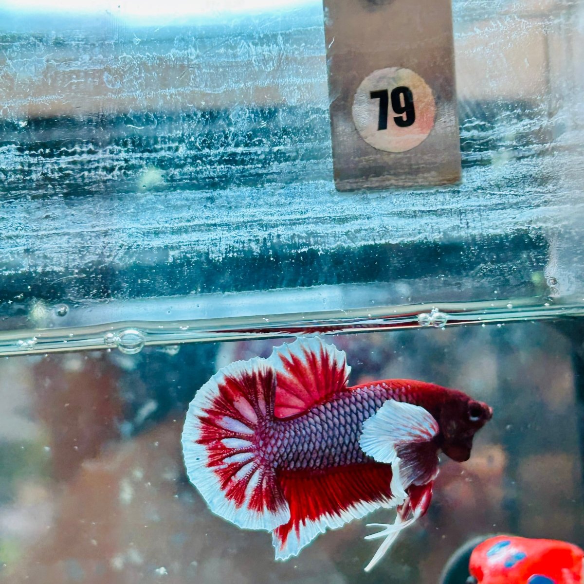 Dumbo Ear Lavender Plakat - Male Betta 079 Male betta