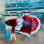 Dumbo Ear Lavender Plakat - Male Betta 079 Male betta