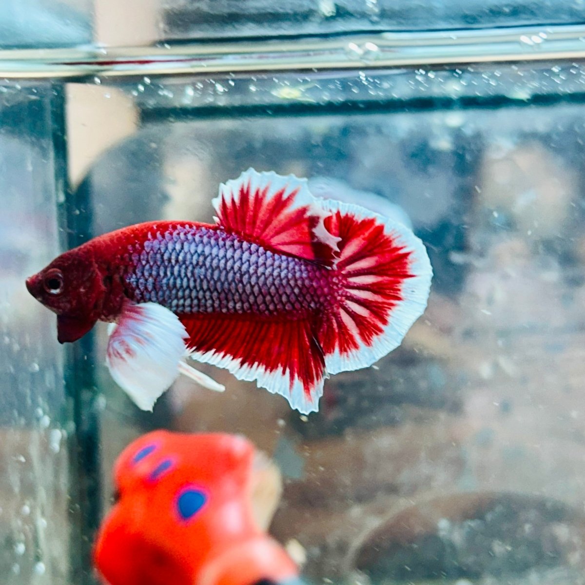 Dumbo Ear Lavender Plakat - Male Betta 079 Male betta