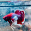 Dumbo Ear Lavender Plakat - Male Betta 079 Male betta