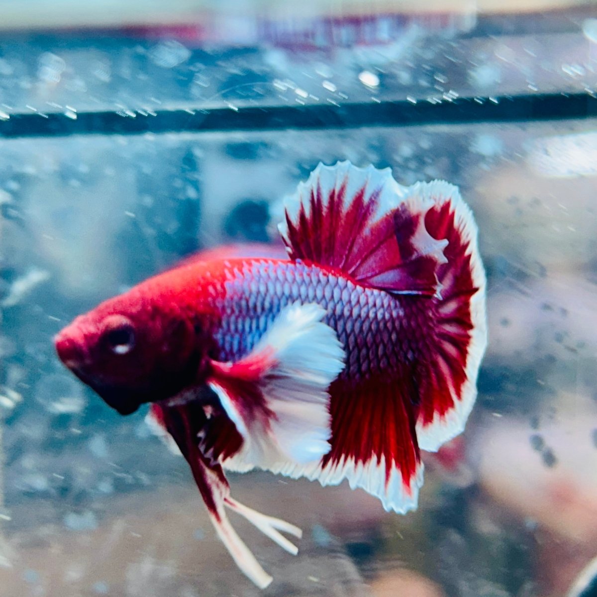Dumbo Ear Lavender Plakat - Male Betta 079 Male betta