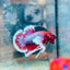 Dumbo Ear Lavender Plakat - Male Betta 079 Male betta