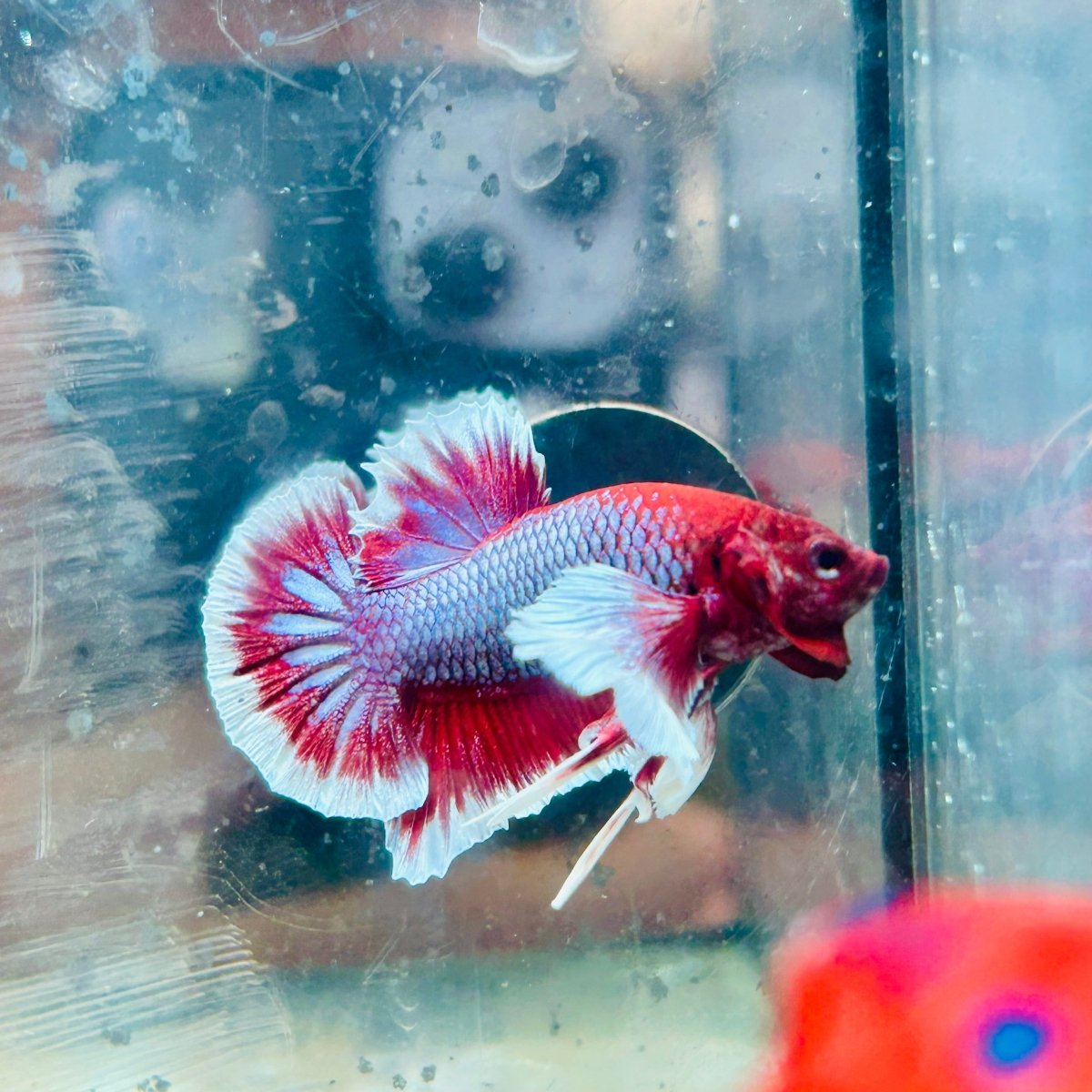 Dumbo Ear Lavender Plakat - Male Betta 079 Male betta