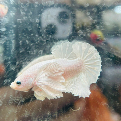 Dumbo Ear White Plakat - Male Betta N18