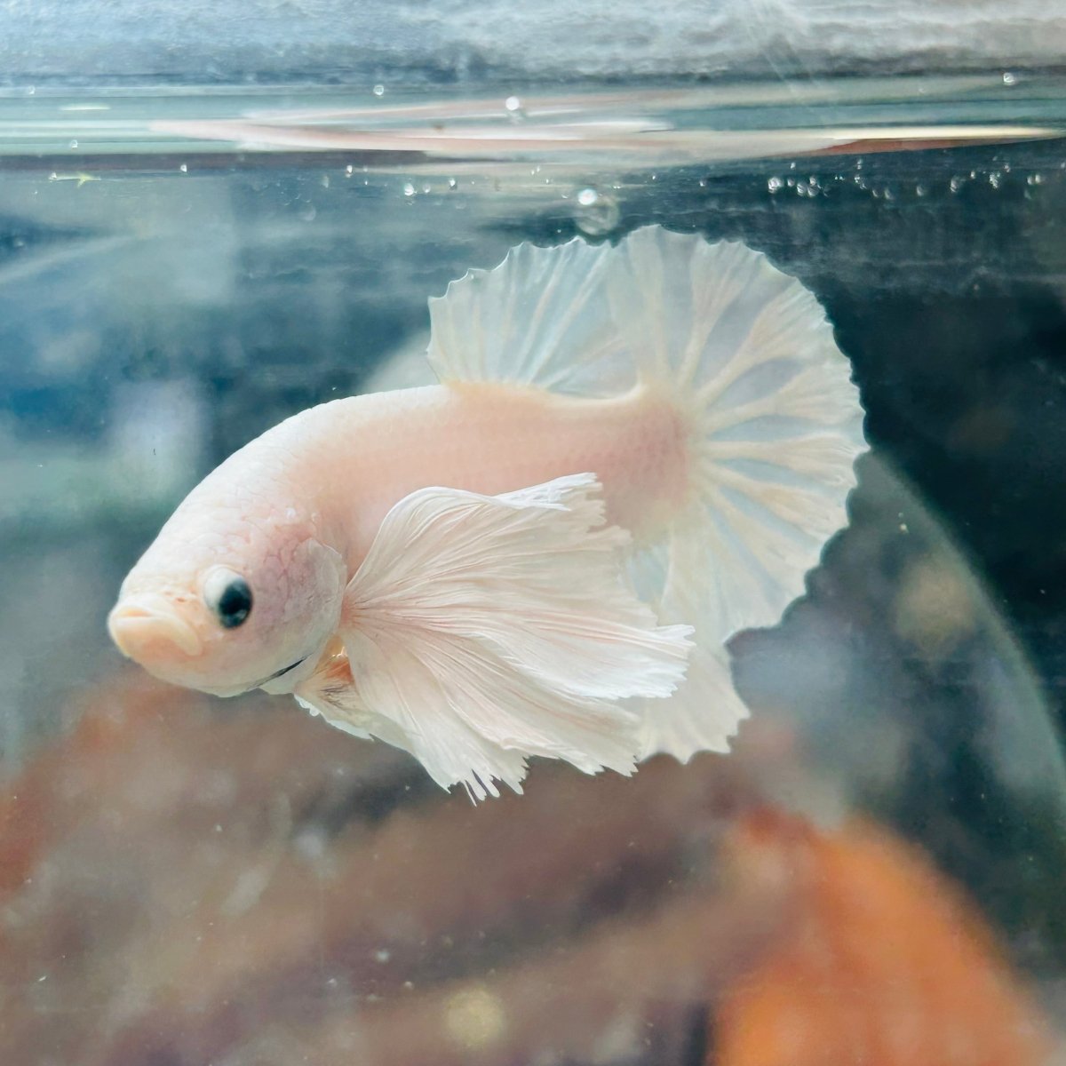 Dumbo Ear White Plakat - Male Betta N18