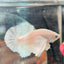 Dumbo Ear White Plakat - Male Betta N18