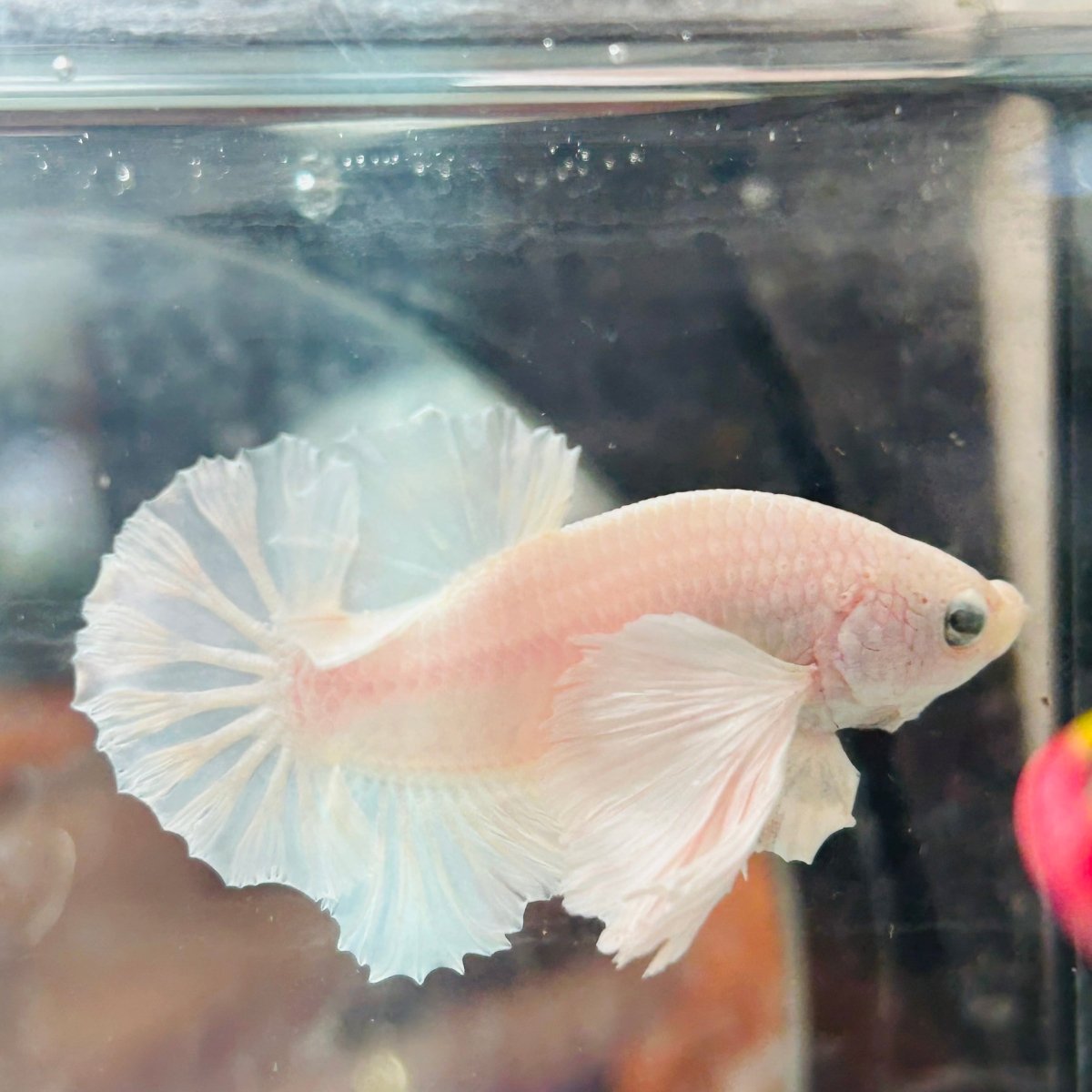 Dumbo Ear White Plakat - Male Betta N18