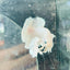 Dumbo Ear White Plakat - Male Betta N18