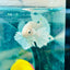 Dumbo Ear White Plakat - Male Betta N34