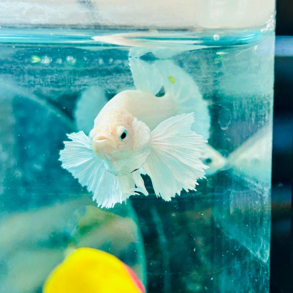 Dumbo Ear White Plakat - Male Betta N34