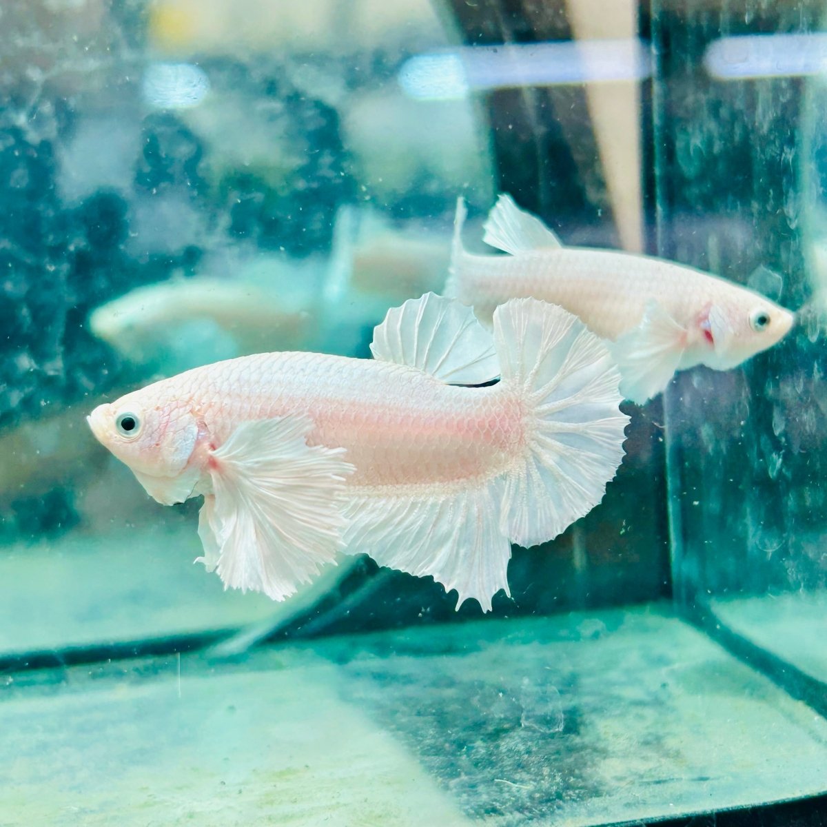 Dumbo Ear White Plakat - Male Betta N34