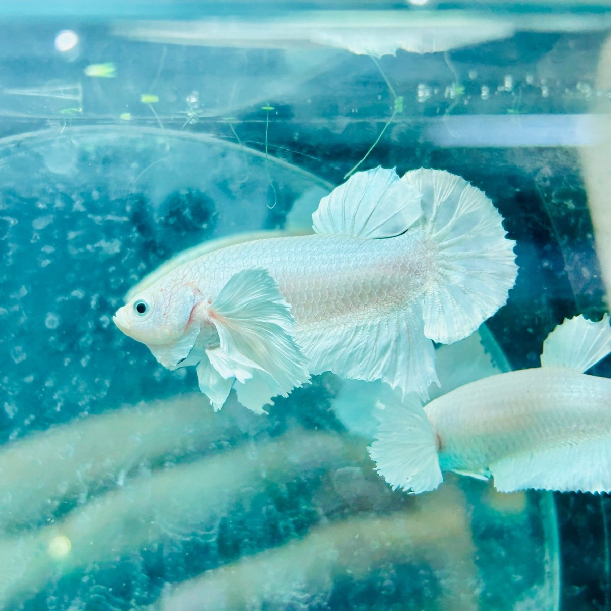 Dumbo Ear White Plakat - Male Betta N34