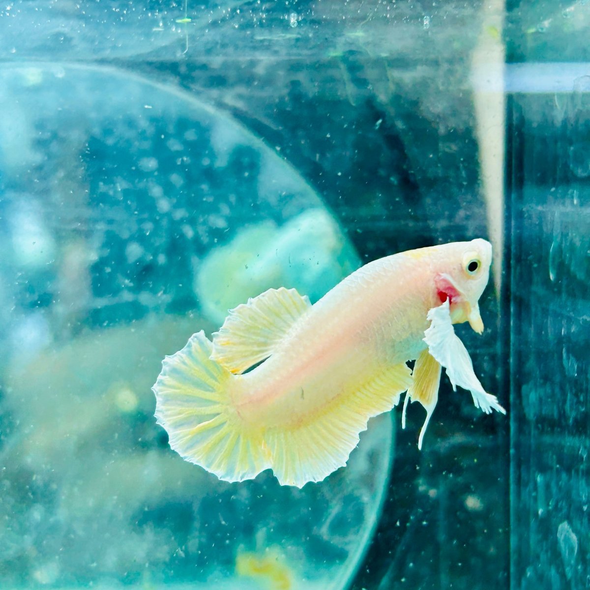 Dumbo Gold Plakat - Male Betta Fish #097