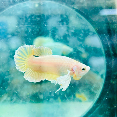 Dumbo Gold Plakat - Male Betta 097