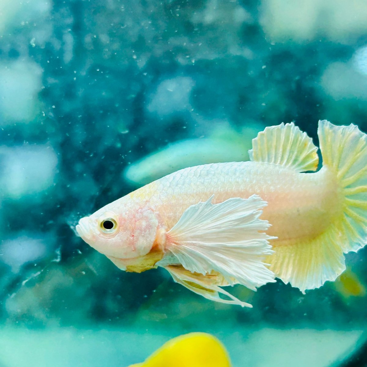 Dumbo Gold Plakat - Male Betta Fish #097