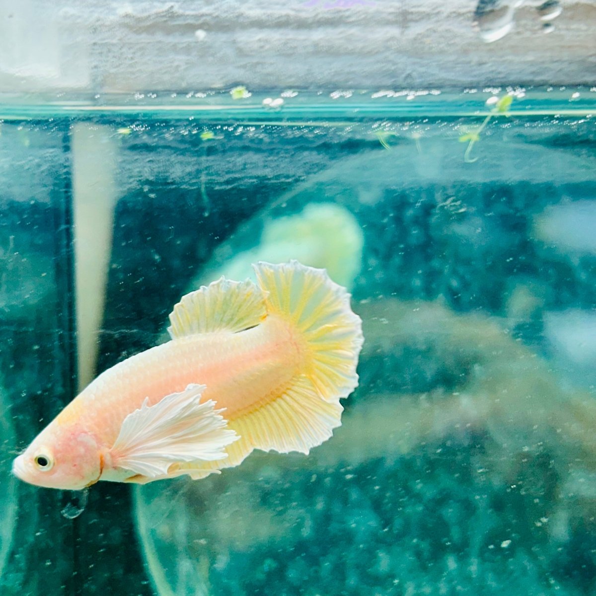Dumbo Gold Plakat - Male Betta Fish #097