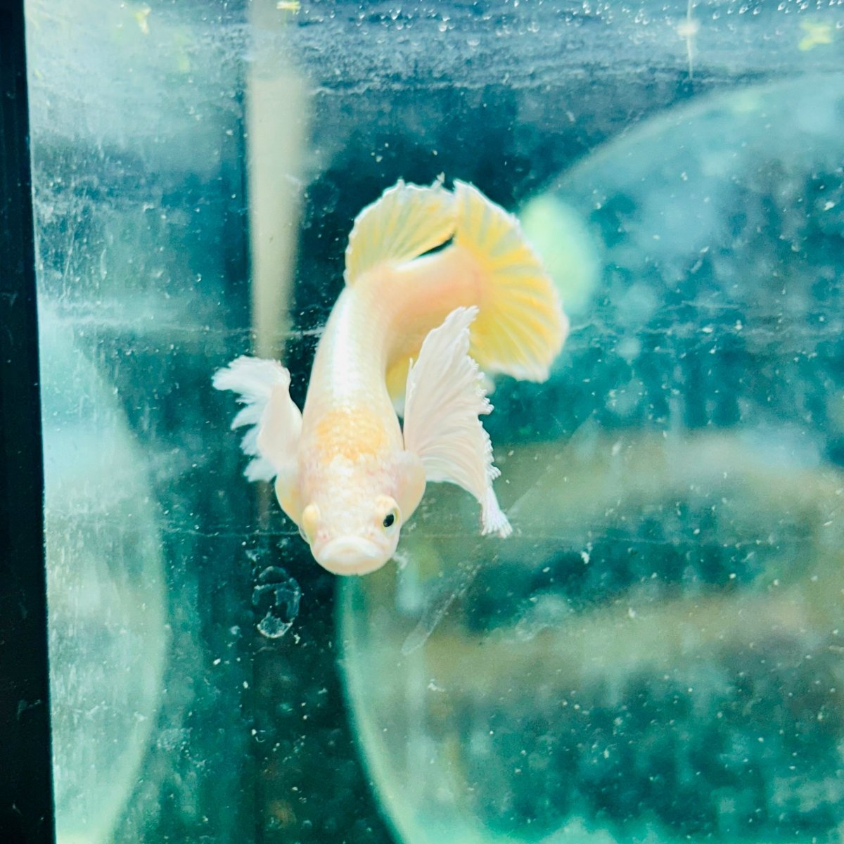 Dumbo Gold Plakat - Male Betta Fish #097