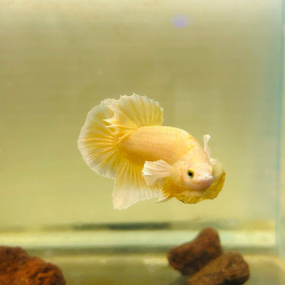 Dumbo Gold Plakat - Male Betta A95