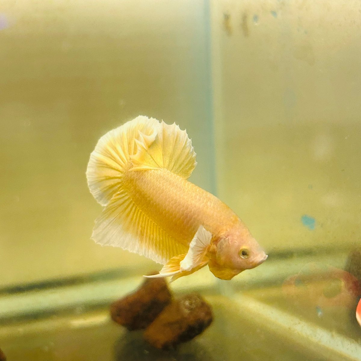 Dumbo Gold Plakat - Male Betta A95