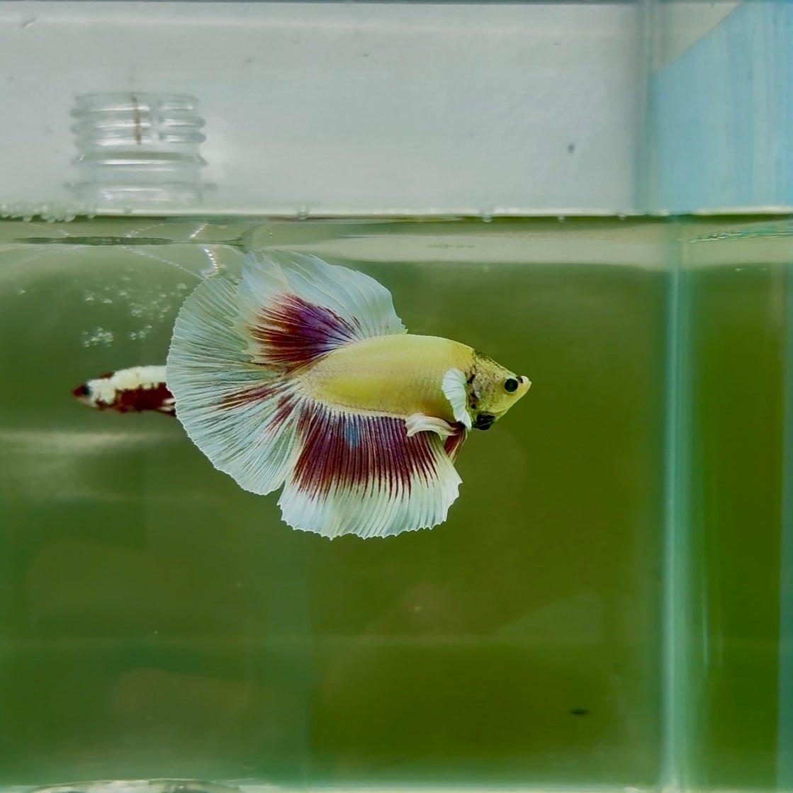 Dumbo Halfmoon Green Eye Male Betta N107