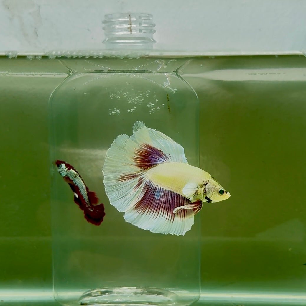 Dumbo Halfmoon Green Eye Male Betta N107