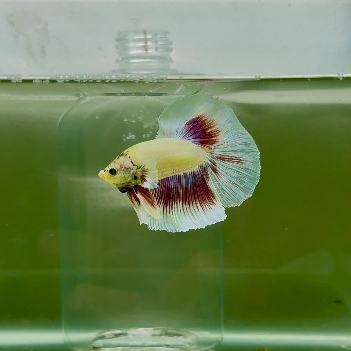 Dumbo Halfmoon Green Eye Male Betta N107