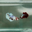 Dumbo Halfmoon Multicolor Koi Female Betta N98