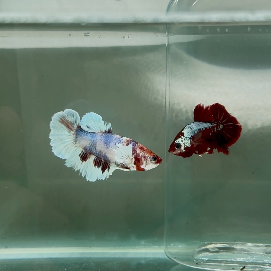 Dumbo Halfmoon Multicolor Koi Female Betta N98