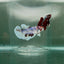 Dumbo Halfmoon Multicolor Koi Female Betta N98
