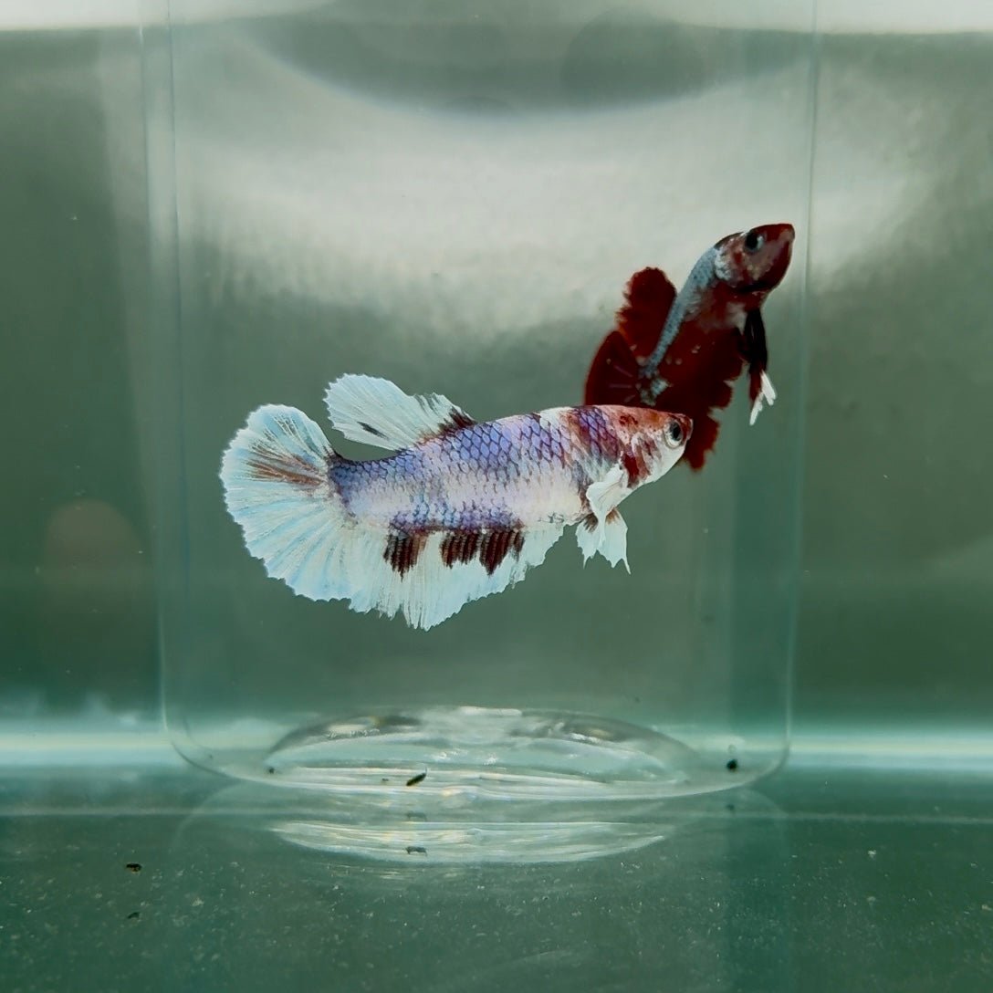Dumbo Halfmoon Multicolor Koi Female Betta N98