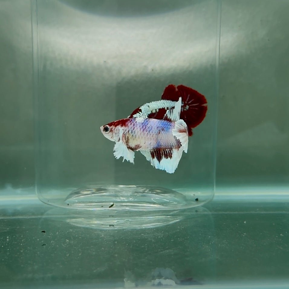 Dumbo Halfmoon Multicolor Koi Female Betta N98