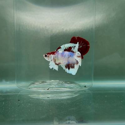 Dumbo Halfmoon Multicolor Koi Female Betta N98