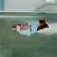 Dumbo Halfmoon Multicolor Koi Female Betta N99